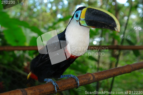 Image of the ecuadorian rain forest toucan