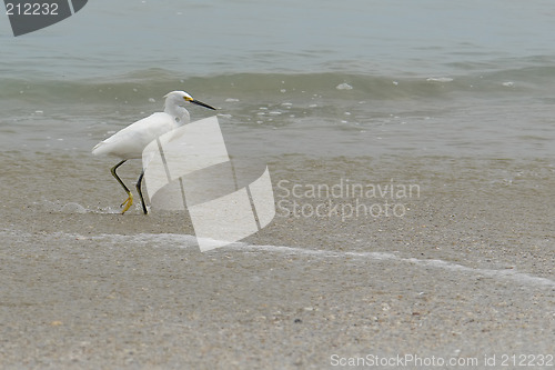 Image of the ecuadorian white heron