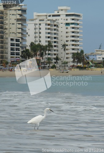 Image of the ecuadorian white heron