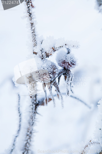 Image of Snow covered roseberry