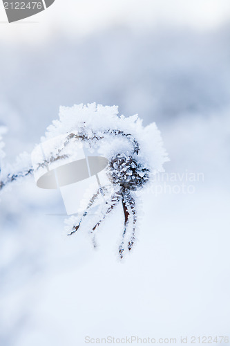 Image of Snow covered roseberry