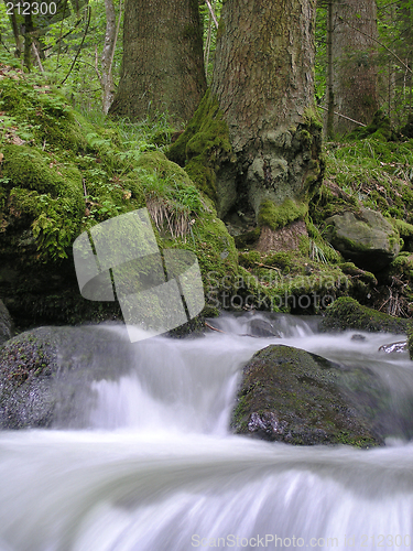 Image of Trees and flowing water