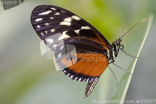 Image of Butterfly - Heliconius hecale