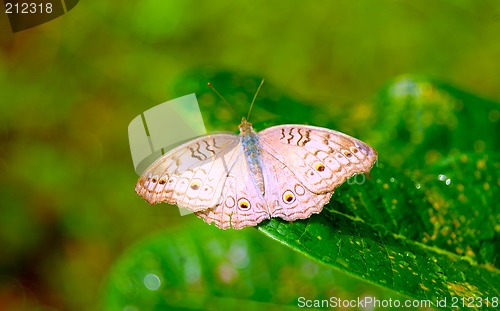 Image of beautiful butterfly on leaf