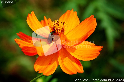 Image of flee sitting on a yellow flower