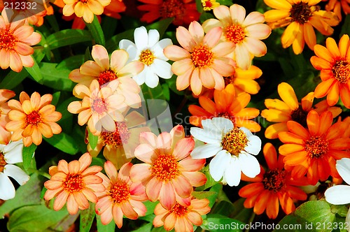 Image of colourful seeniya flowers from a garden