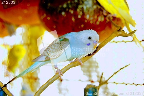 Image of close up shot of a love bird