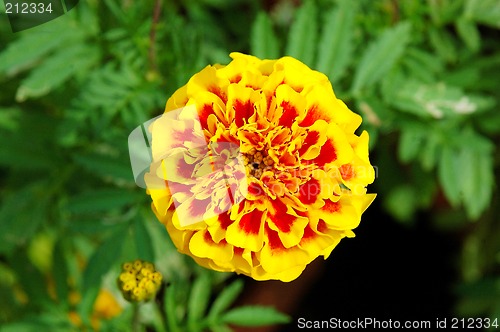 Image of colourful flower from a garden