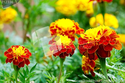 Image of beautiful flowers from a garden