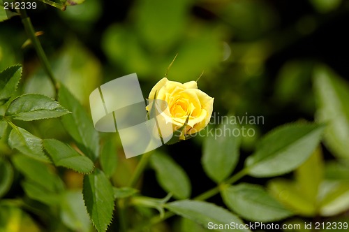 Image of yellow rose