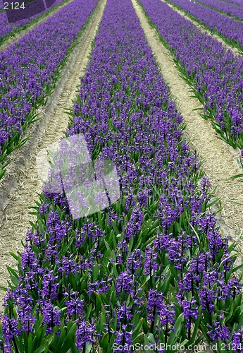 Image of Hyacinth field
