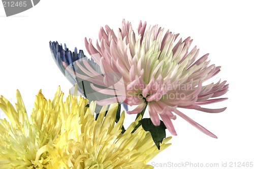 Image of Spring Mums