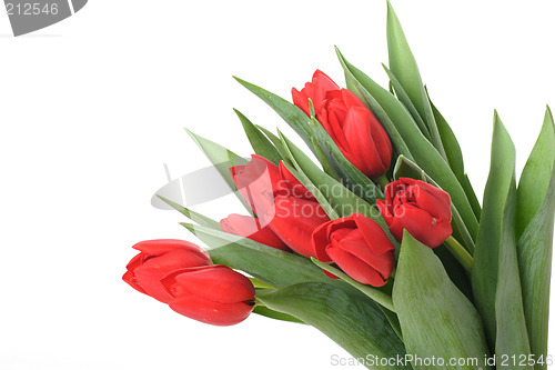 Image of red tulips