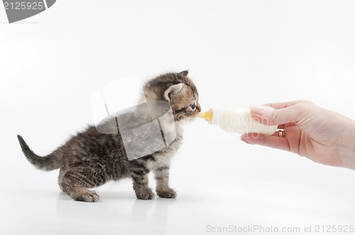 Image of small kitten eating milk from the bottle