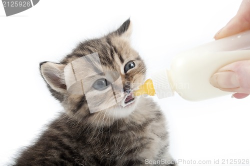 Image of kitten milk feeding