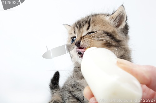 Image of little kitten eating milk from the bottle