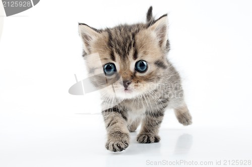 Image of small Scottish straight kitten walking towards