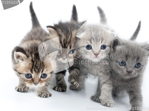 Image of four kittens walking together