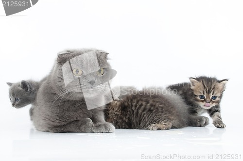 Image of family portrait of Scottish fold cats