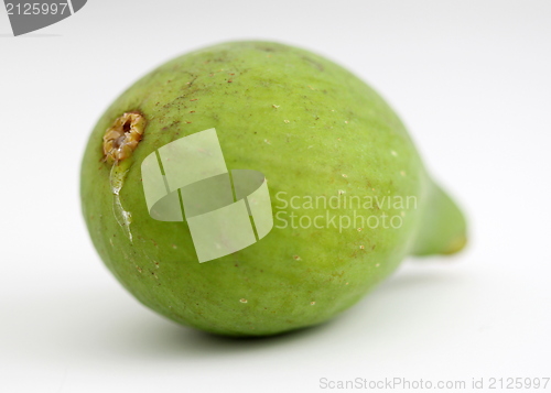 Image of Green Fig