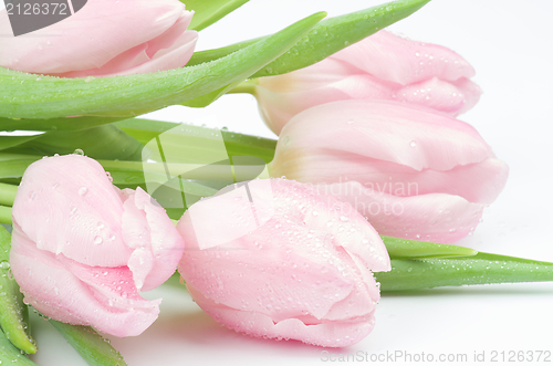 Image of Spring Tulips