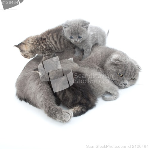 Image of family portrait of Scottish fold cats