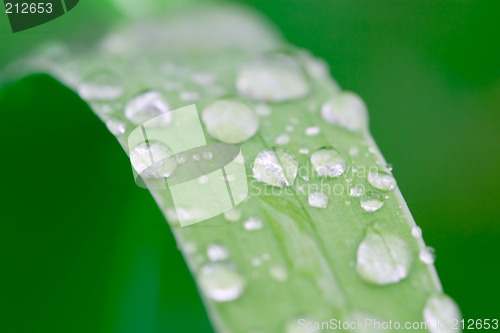 Image of water droplets on a grass blade