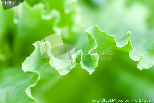Image of fresh lettuce leaf macro