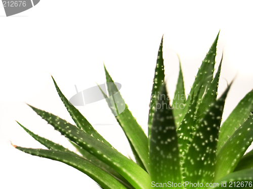 Image of aloe vera leaves detailed