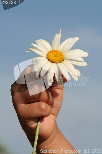 Image of Daisy