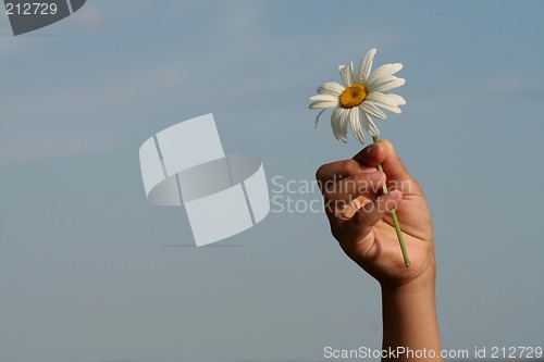 Image of Daisy