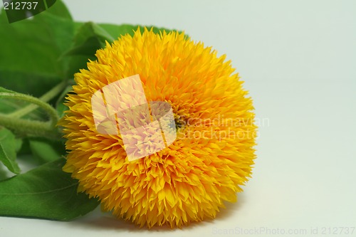 Image of Sunflower