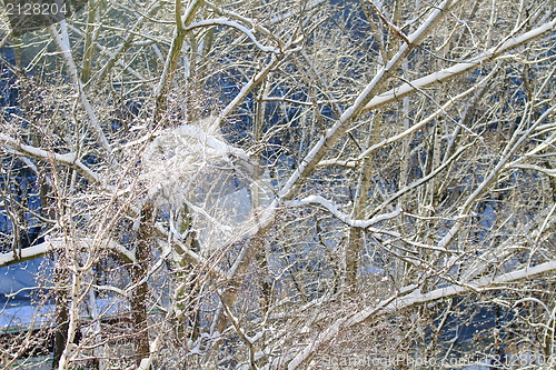 Image of snowy landscape, winter in Russia