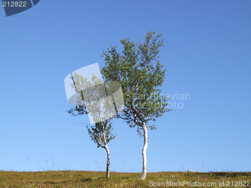 Image of A pair of lonely birch trees