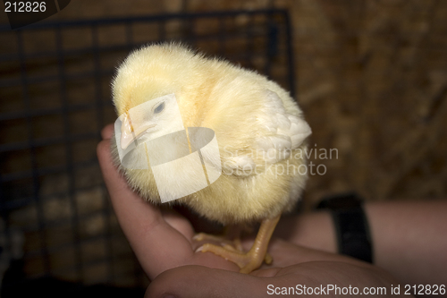 Image of Chick