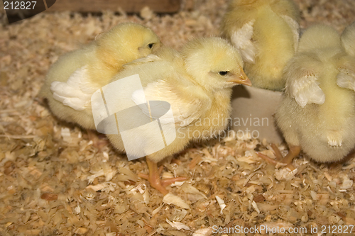 Image of Baby Chicks