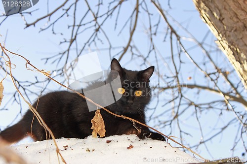 Image of Young black cat outdoors