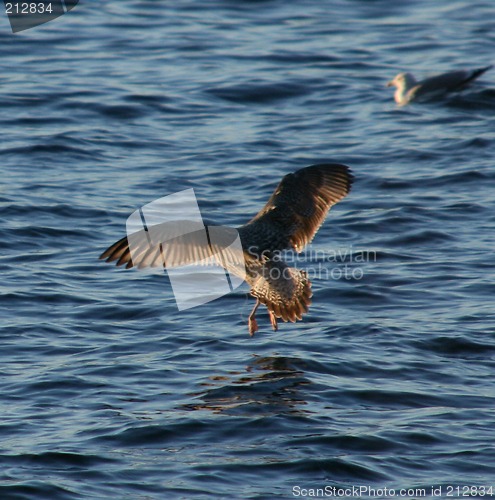 Image of Birds flying