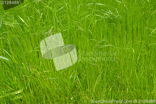 Image of Grass meadow