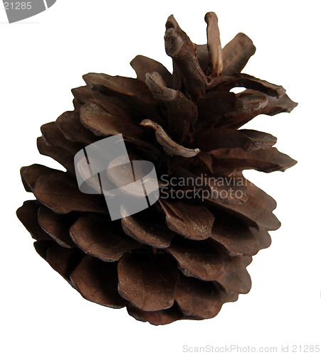 Image of Pine-cone