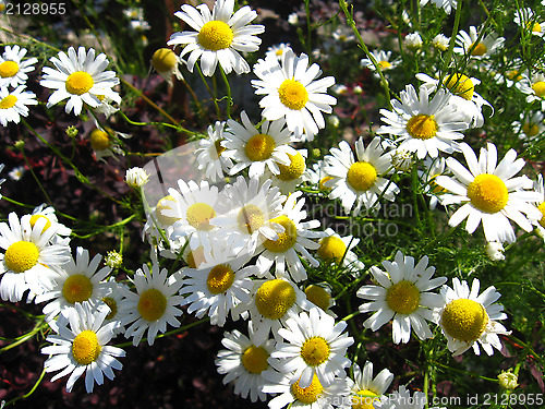 Image of set of white small chamomiles