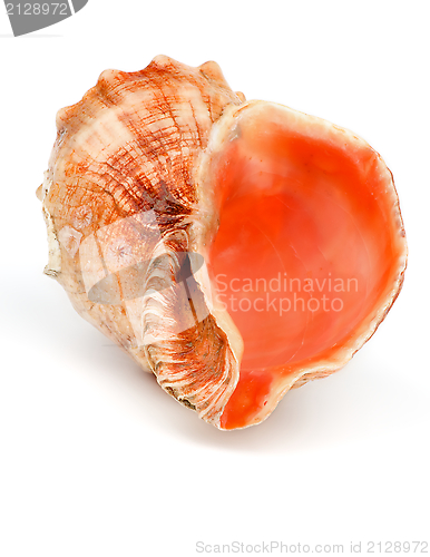 Image of Conch Sea Shell