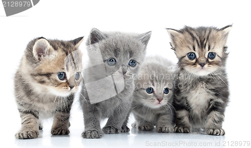 Image of Portrait of young cats' group  . Studio shot. Isolated.