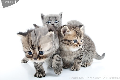 Image of four kittens walking together