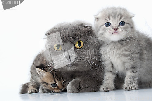 Image of family portrait of Scottish fold ear mother cat with her kittens