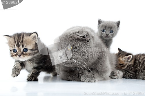 Image of mother cat with kittens