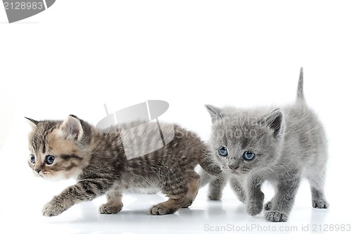 Image of Two kittens walking towards together. Studio shot. Isolated over