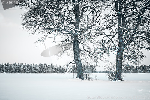 Image of winter tree