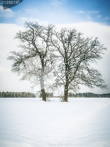 Image of winter tree