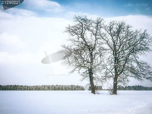 Image of winter tree